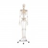 Model ľudskej kostry WILLI