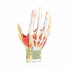 Anatomický model ruky 7 častí