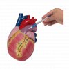 Model ľudského srdca 2 časti
