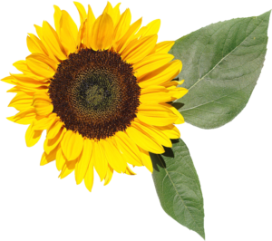 sunflower_PNG-300x266