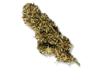 CBG Critical - CBG 12 % - THC 0,1 %