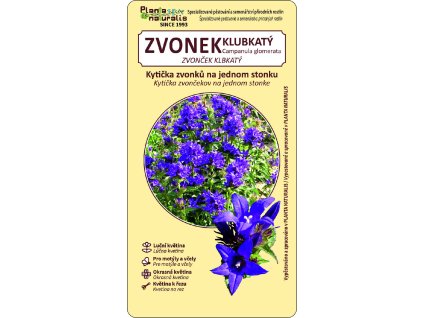 zvonek klubkatý