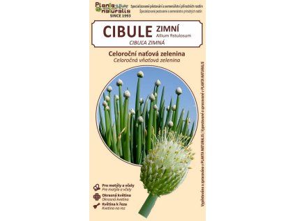 cibule zimní