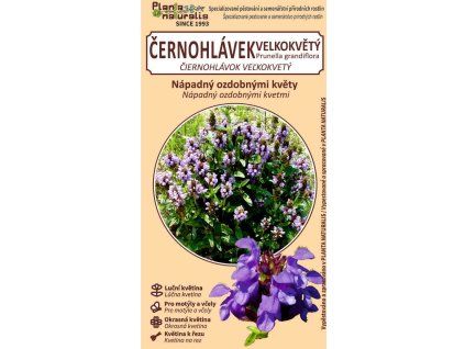 černohlávek velkokvětý