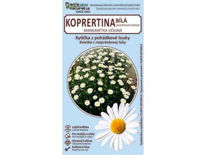 kopretina bílá