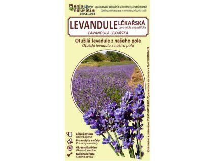 levandula lékařská