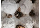 Šváb argentinský malý (cca 1-2cm) - Blaptica dubia