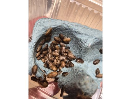 Šváb argentinský mikro (cca 0,5cm) - Blaptica dubia