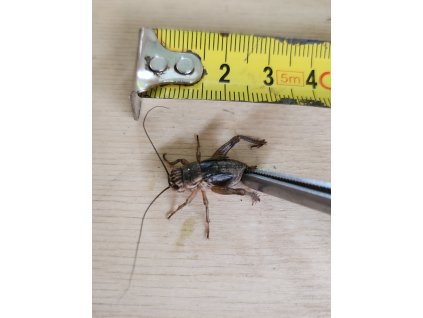 Cvrček banánový velký (2,5 - 3,5 cm) 1 L