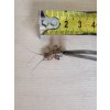 Cvrček banánový střední (2 - 2,5 cm) 0,5L
