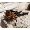 Velikost: subadult (cca 3-4 cm), 1 ks