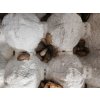 Šváb argentinský malý (cca 1-2cm) - Blaptica dubia