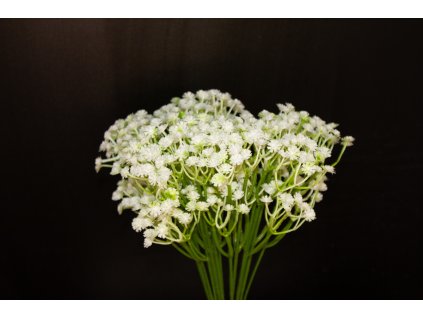 Gypsophila
