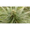 90 konopny caj herba carmagnola cbd a cbg 40 g