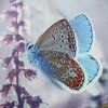 vyrp11 5000motyl