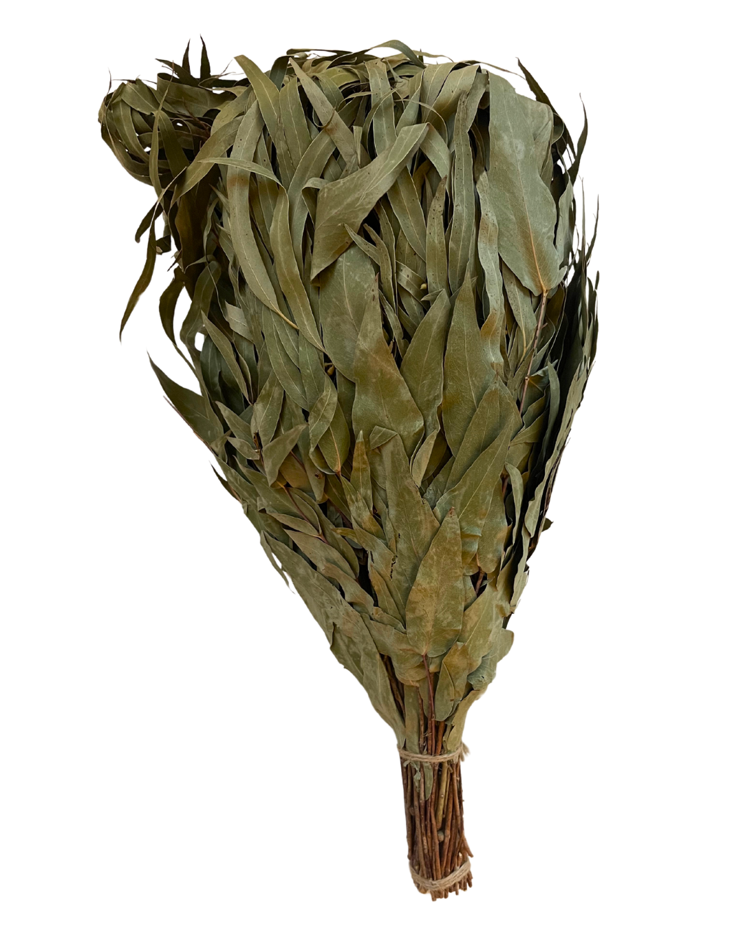 Premium Eucalyptus
