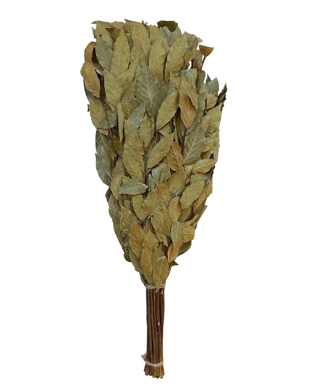 Bay Leaf