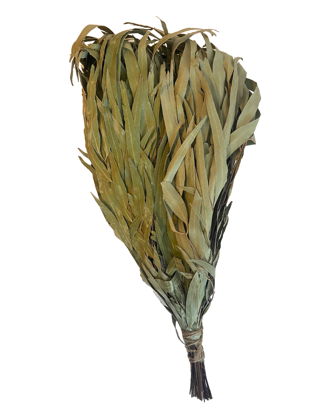 Eucalyptus