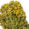 Tansy - Herbal Whisk
