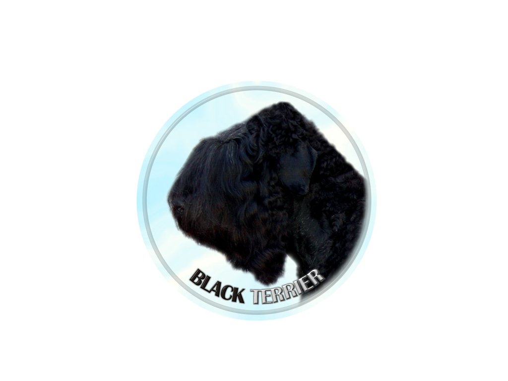 black terrier 327 101
