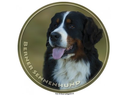 berner sennenhund 045 102 kopie