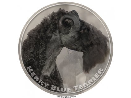 kerry blue terrier 003 501 kopie