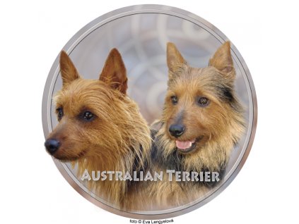 australian terrier 008 101 kopie