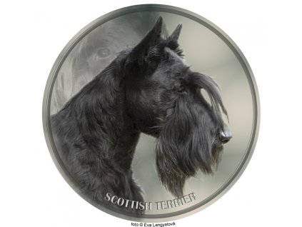 scottish terrier 073 101 kopie