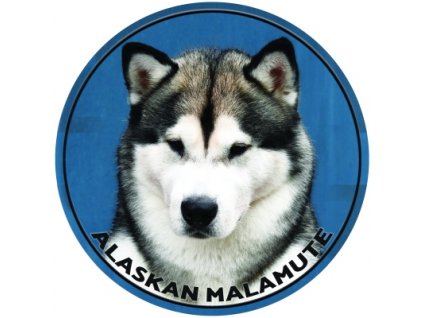 alaskan malamute 243 601