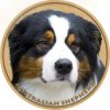 Nálepka Austrálsky ovčiak - Australian Shepherd