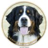 berner sennenhund 045 301