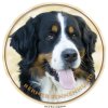 berner sennenhund 045 302