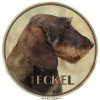 Nálepka Jazvečík - Dachshund - Teckel
