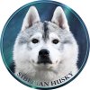 siberian husky 270 601