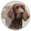 irish red setter 120 501