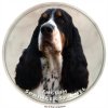 Nálepka Anglický špringeršpaniel - English Springer Spaniel