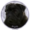 Nálepka Mops - Pug