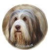 Nálepka Bearded kólia - Bearded collie