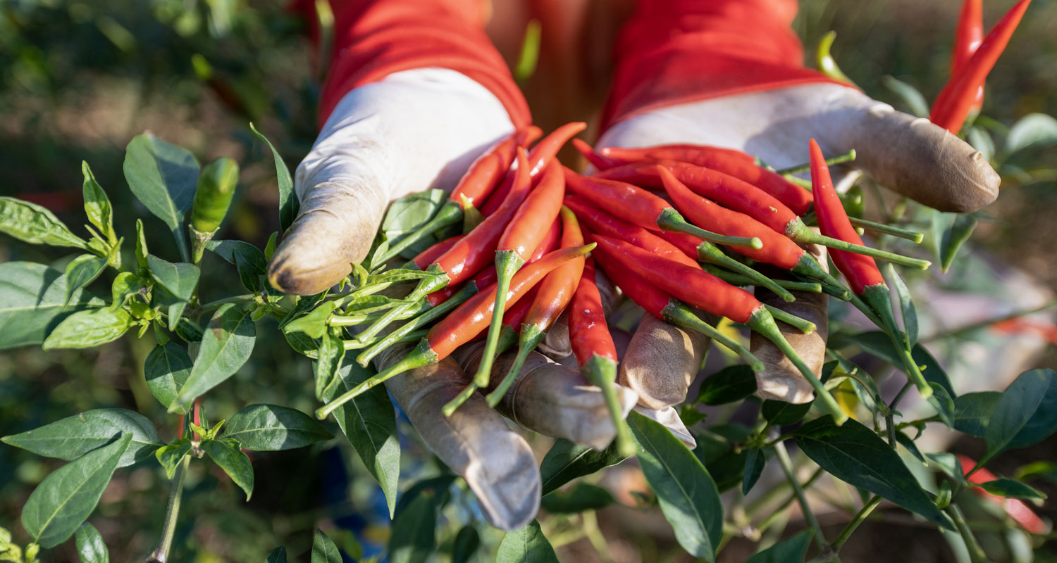 Proč pěstovat vlastní chilli papričky?