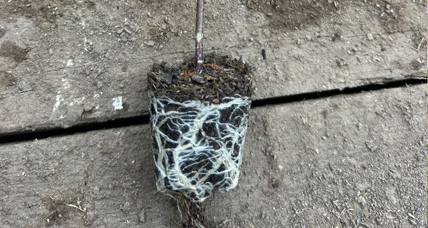 Kořenový bal - základ úspěchu pěstování chilli papriky