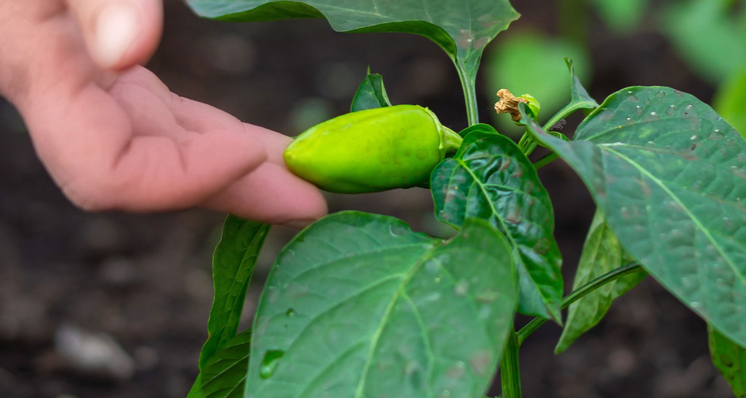Péče o chilli během růstu