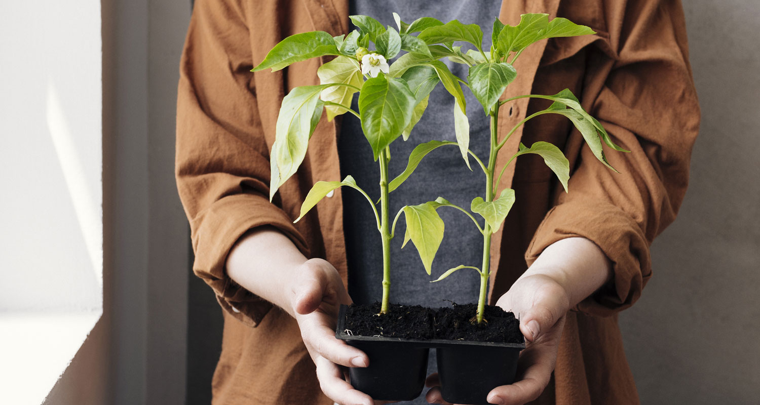 Jak se o sazenici postarat po obdržení zásilky?