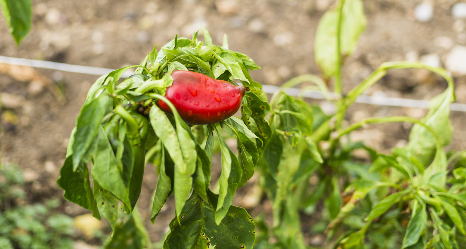 Ochrana proti škůdcům