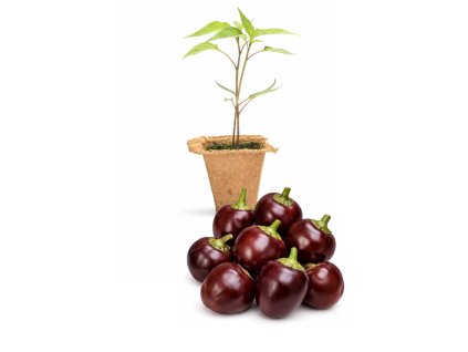 Large Cherry Chocolate