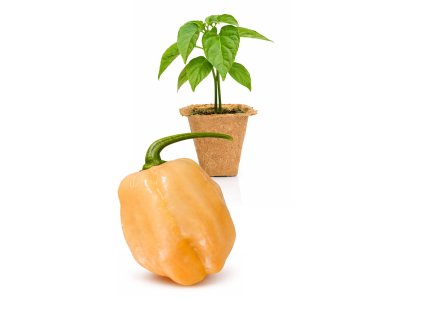 Pink Habanero