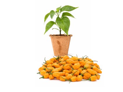 Aji Mango