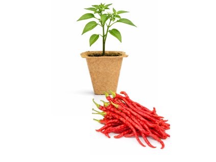 Bangalore Whippets Tail