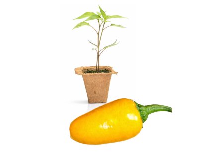 Jalapeño Pumpkin Spice