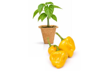 Jamaican Mushroom Orange