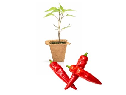 Turkish Flower Pepper